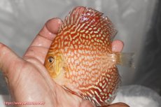 画像2: 【ディスカス】【通販】アルタムスターライトギャラクシー（ハイフォーム）5匹【サンプル画像】7-8cm（生体）マレーシア　NAディスカスファーム (2)