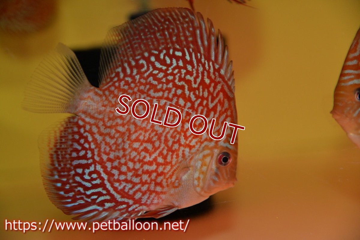 画像3: 【ウィンターセール クーポンご利用で更に10％OFF対象商品】【ディスカス】【通販】アルタムスターライトギャラクシー（ハイフォーム）5匹【サンプル画像】7-8cm（生体）マレーシア　NAディスカスファーム (3)