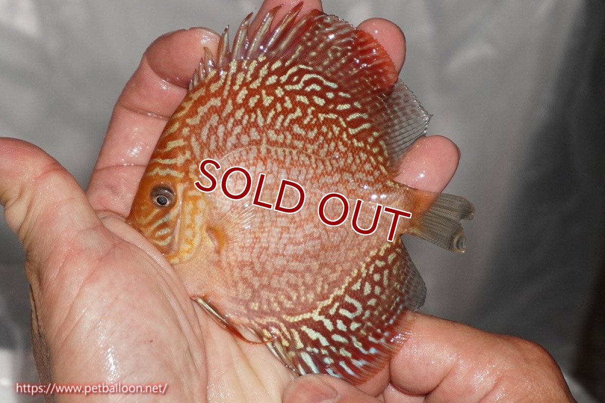 画像4: 【ウィンターセール クーポンご利用で更に10％OFF対象商品】【ディスカス】【通販】アルタムスターライトギャラクシー（ハイフォーム）5匹【サンプル画像】7-8cm（生体）マレーシア　NAディスカスファーム (4)