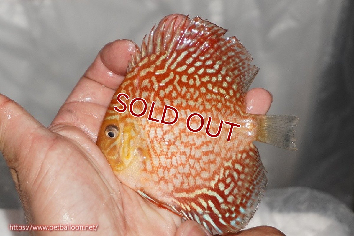 画像5: 【ウィンターセール クーポンご利用で更に10％OFF対象商品】【ディスカス】【通販】アルタムスターライトギャラクシー（ハイフォーム）5匹【サンプル画像】7-8cm（生体）マレーシア　NAディスカスファーム (5)