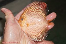画像1: 【ディスカス】【通販】アルタムスターライトレッドターコイズ（ハイフォーム）1匹【サンプル画像】8-9cm（生体）マレーシア　NAディスカスファーム (1)
