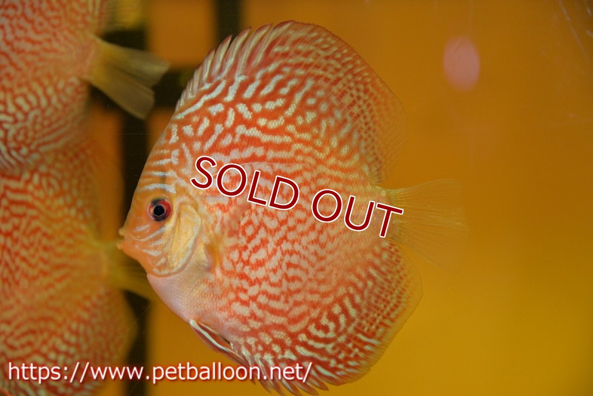画像2: 【ディスカス】【通販】アルタムスターライトレッドターコイズ（ハイフォーム）1匹【サンプル画像】8-9cm（生体）マレーシア　NAディスカスファーム (2)