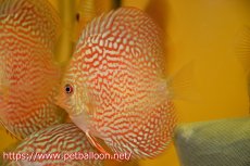 画像3: 【サマーセール10%OFFクーポン番号（10）対象商品 】【ディスカス】【ディスカス】【通販】アルタムスターライトレッドターコイズ（ハイフォーム）1匹【サンプル画像】8-9cm（生体）マレーシア　NAディスカスファーム (3)
