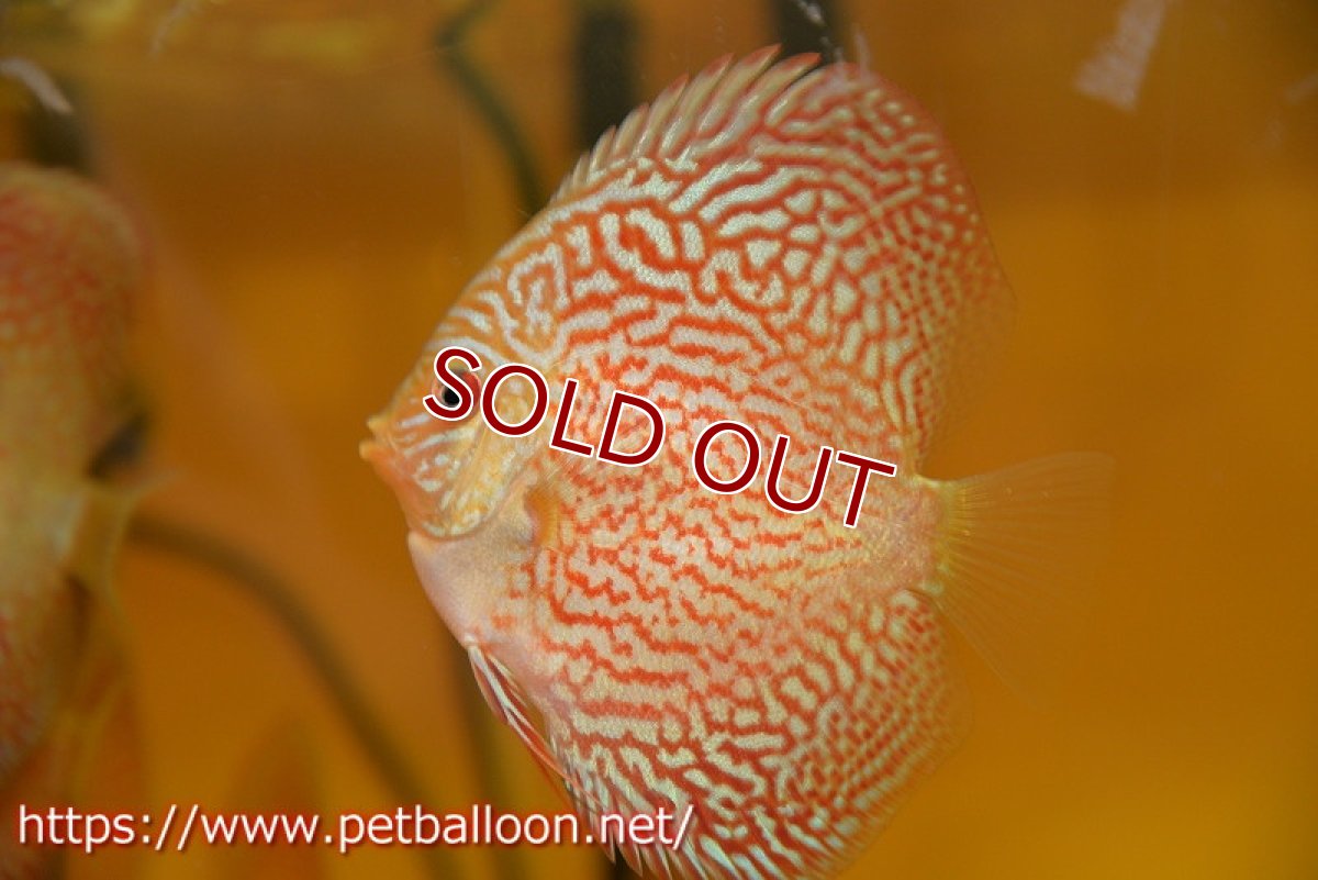 画像4: 【ディスカス】【通販】アルタムスターライトレッドターコイズ（ハイフォーム）1匹【サンプル画像】8-9cm（生体）マレーシア　NAディスカスファーム (4)