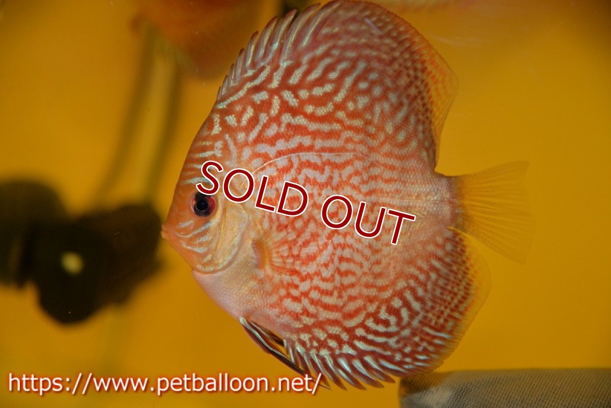 画像5: 【ディスカス】【通販】アルタムスターライトレッドターコイズ（ハイフォーム）1匹【サンプル画像】8-9cm（生体）マレーシア　NAディスカスファーム (5)