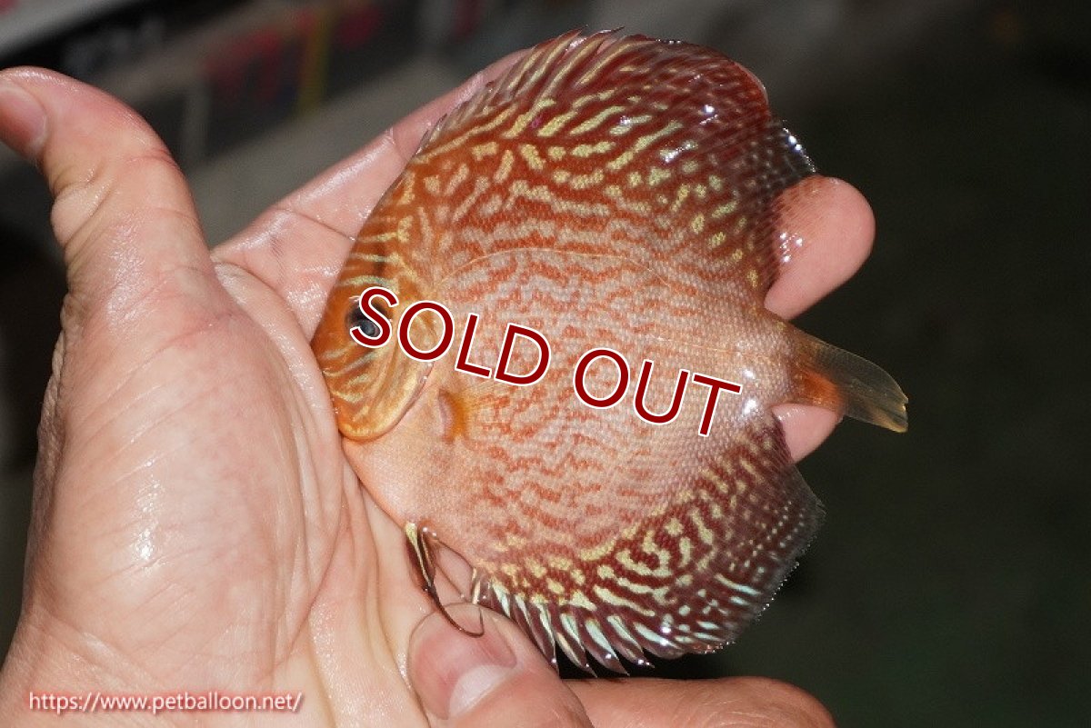 画像7: 【ディスカス】【通販】アルタムスターライトレッドターコイズ（ハイフォーム）3匹【サンプル画像】8-9cm（生体）マレーシア　NAディスカスファーム (7)