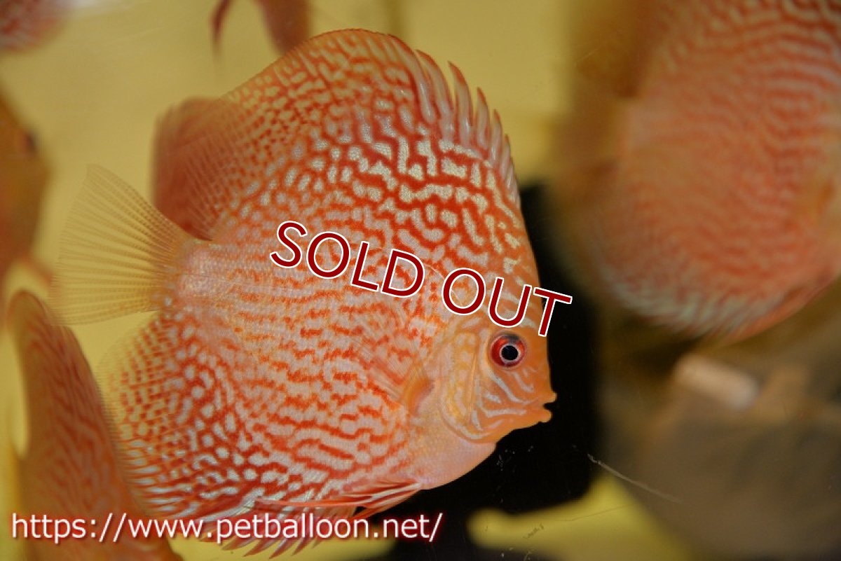 画像1: 【ディスカス】【通販】アルタムスターライトレッドターコイズ（ハイフォーム）5匹【サンプル画像】8-9cm（生体）マレーシア　NAディスカスファーム (1)
