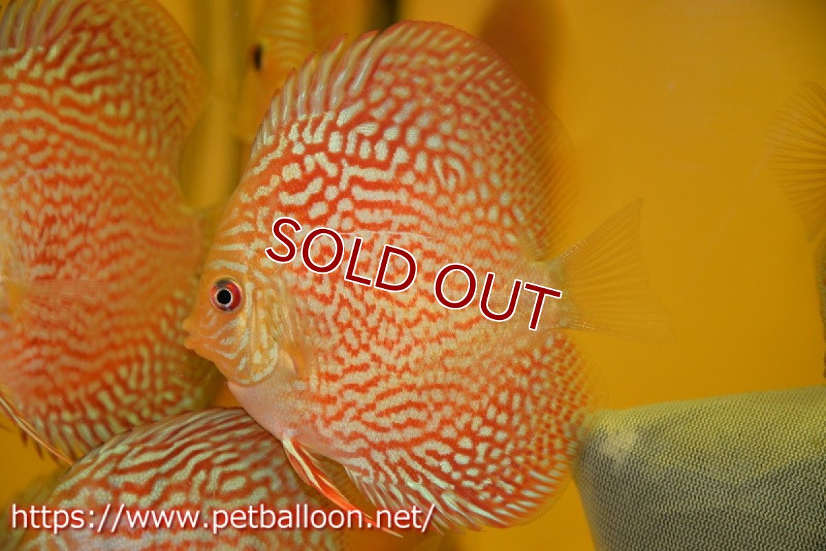 画像3: 【ディスカス】【通販】アルタムスターライトレッドターコイズ（ハイフォーム）5匹【サンプル画像】8-9cm（生体）マレーシア　NAディスカスファーム (3)