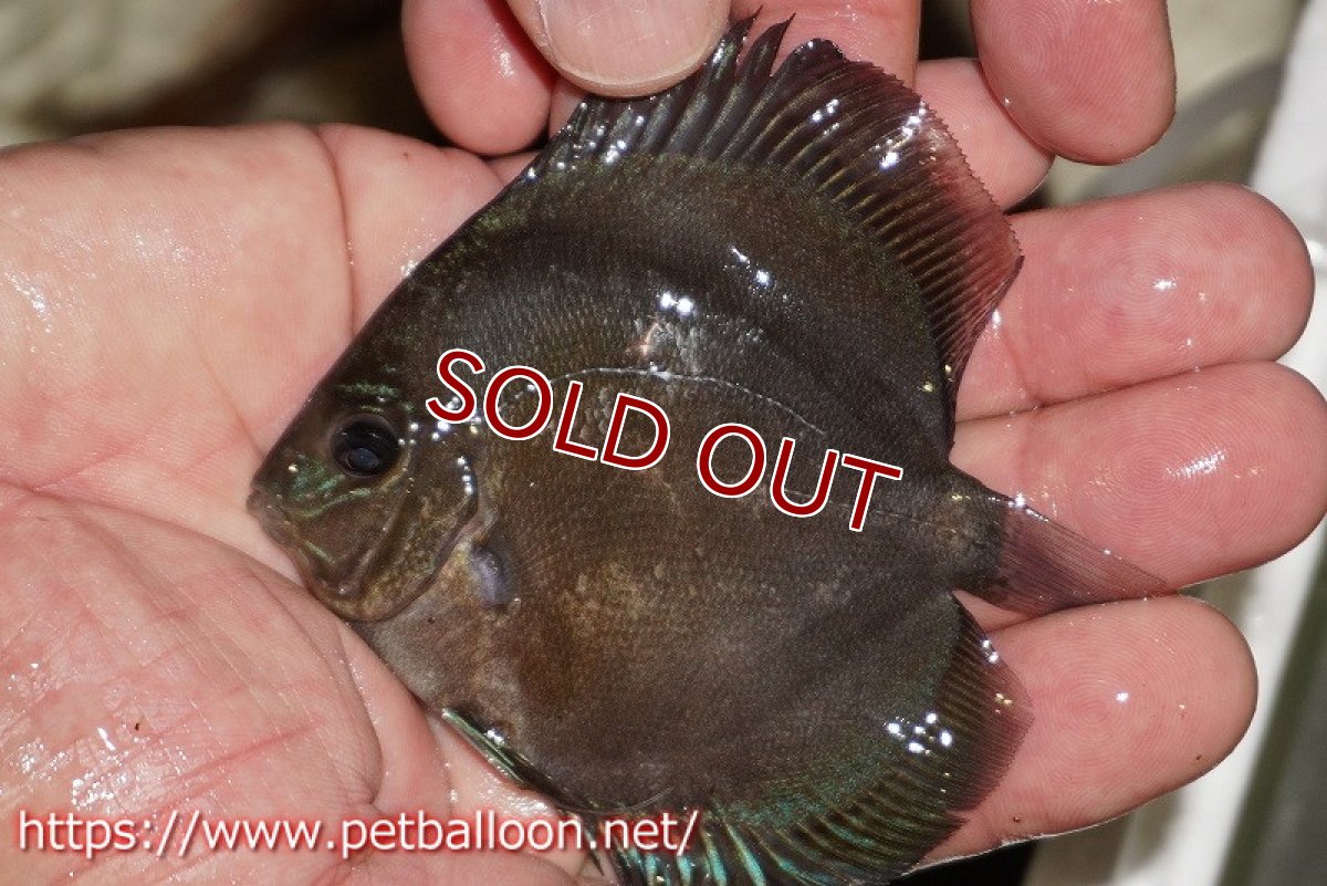 画像2: 【ディスカス】【通販】【超激レア 現地セレクト個体】(【激赤必至】朱月 5匹【サンプル画像】6cm【証明書付】(生体)B-HOUSE 倉津氏作出 (2)