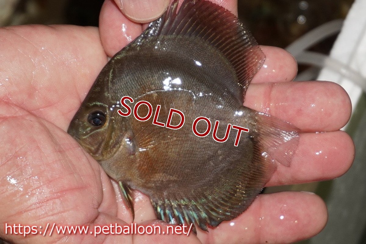 画像3: 【ディスカス】【通販】【超激レア 現地セレクト個体】(【激赤必至】朱月 5匹【サンプル画像】6cm【証明書付】(生体)B-HOUSE 倉津氏作出 (3)