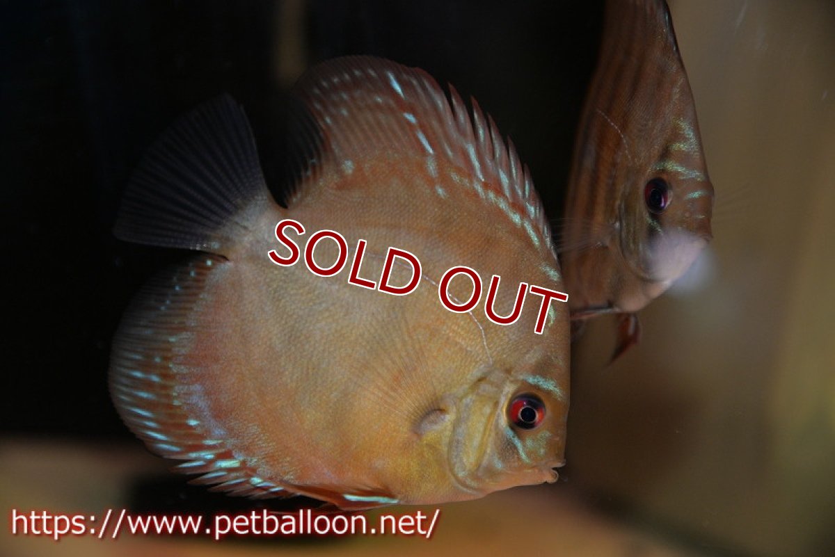 画像1: 【ウィンターセール クーポンご利用で更に10％OFF対象商品】【ディスカス】【通販】【激レアワイルドクロス】【国産ブリード】プルスロイヤルブルークロスクリペア1匹【サンプル画像】6cm（生体）【越中の雄 作出】 (1)