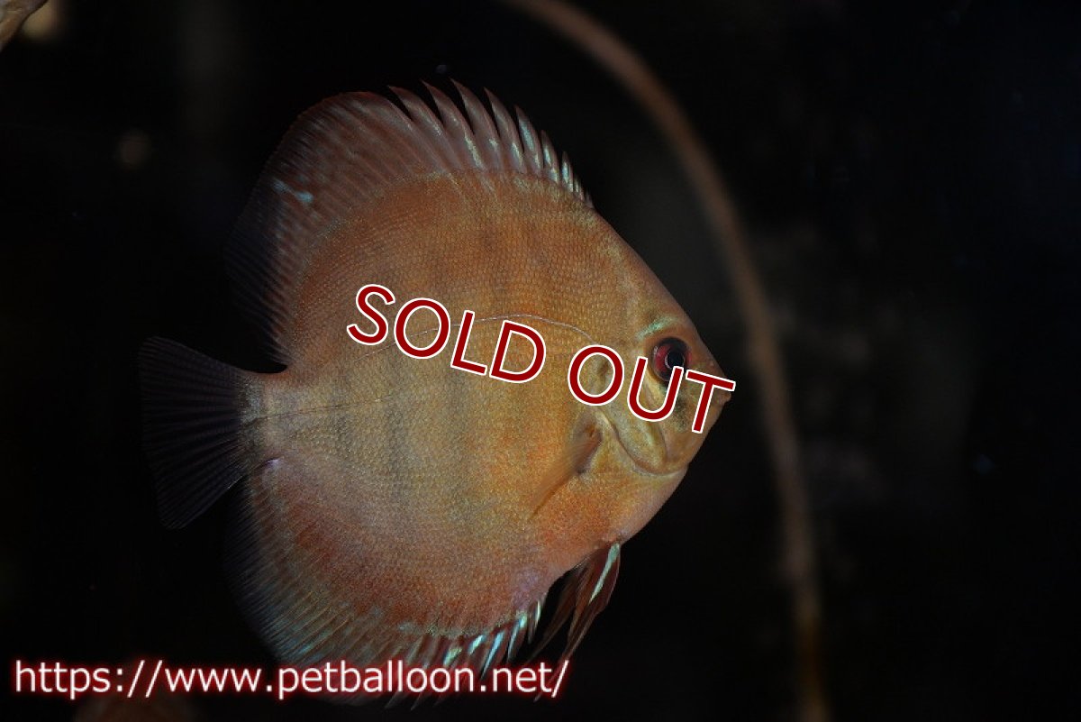 画像2: 【ウィンターセール クーポンご利用で更に10％OFF対象商品】【ディスカス】【通販】【激レアワイルドクロス】【国産ブリード】プルスロイヤルブルークロスクリペア1匹【サンプル画像】6cm（生体）【越中の雄 作出】 (2)