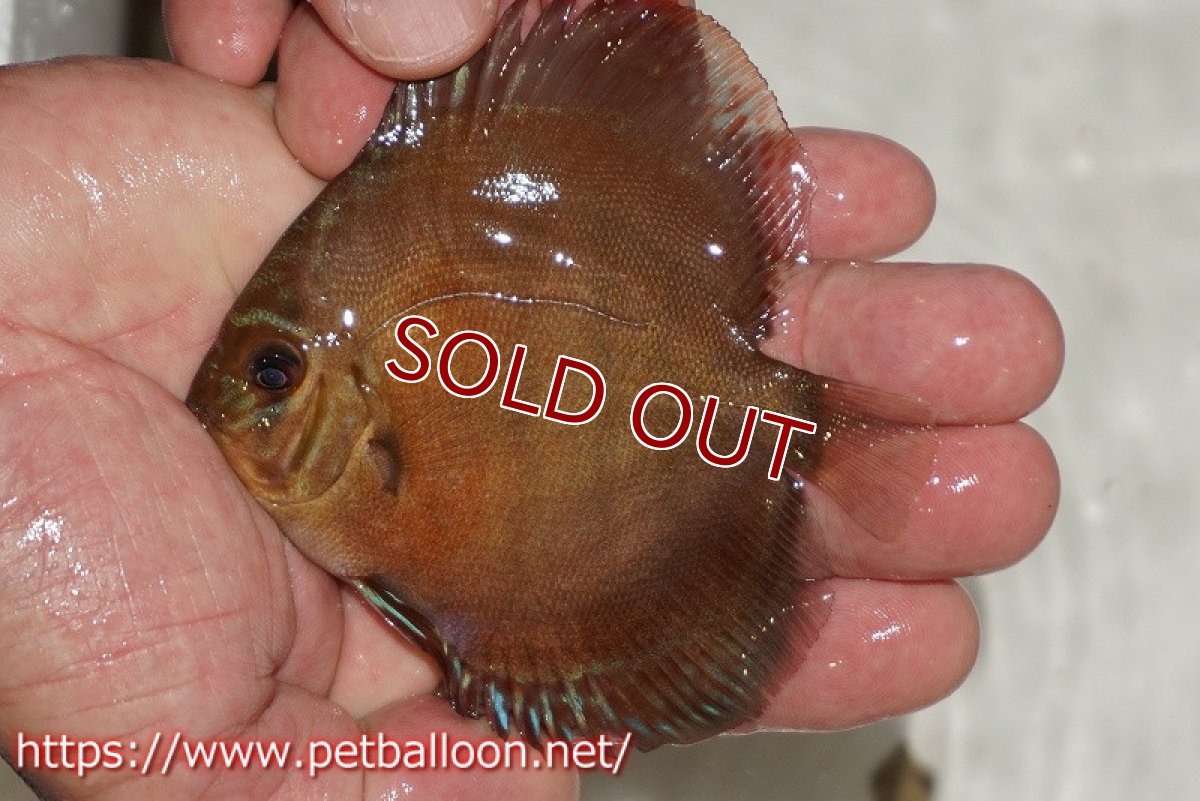 画像3: 【ウィンターセール クーポンご利用で更に10％OFF対象商品】【ディスカス】【通販】【激レアワイルドクロス】【国産ブリード】プルスロイヤルブルークロスクリペア1匹【サンプル画像】6cm（生体）【越中の雄 作出】 (3)