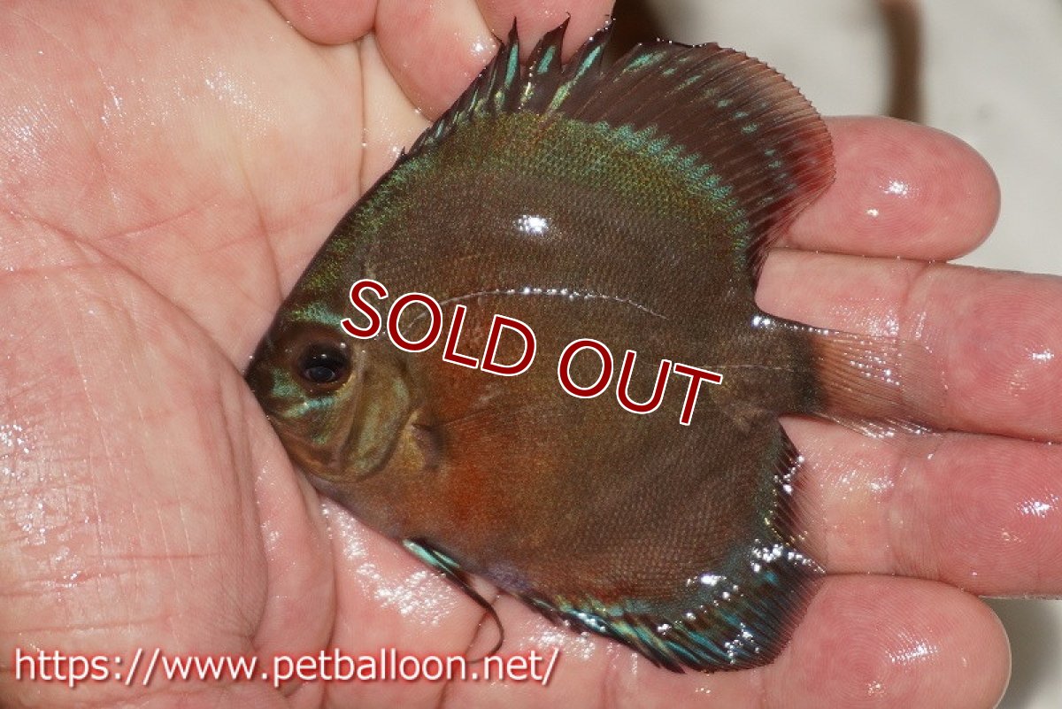 画像4: 【ウィンターセール クーポンご利用で更に10％OFF対象商品】【ディスカス】【通販】【激レアワイルドクロス】【国産ブリード】プルスロイヤルブルークロスクリペア1匹【サンプル画像】6cm（生体）【越中の雄 作出】 (4)