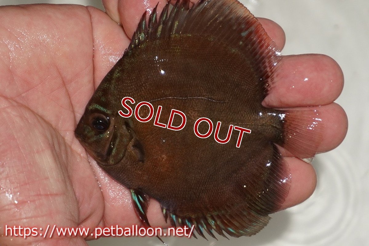 画像5: 【ウィンターセール クーポンご利用で更に10％OFF対象商品】【ディスカス】【通販】【激レアワイルドクロス】【国産ブリード】プルスロイヤルブルークロスクリペア1匹【サンプル画像】6cm（生体）【越中の雄 作出】 (5)