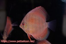 画像1: 【ディスカス】【通販】【国産ブリード　激赤期待大】ワイルドクロスジャパンレッド1匹【サンプル画像】6cm（生体）（大阪ブリード） (1)