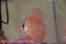 画像1: 【ディスカス】【通販】【国産ブリード　激赤期待大】ワイルドクロスジャパンレッド3匹【サンプル画像】5cm（生体）（大阪ブリード） (1)