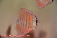 画像2: 【ディスカス】【通販】【国産ブリード　激赤期待大】ワイルドクロスジャパンレッド3匹【サンプル画像】5cm（生体）（大阪ブリード） (2)