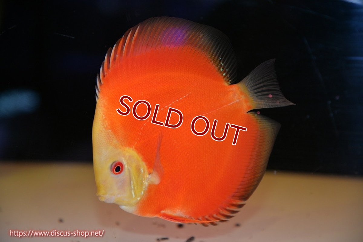 画像1: 【ディスカス】【通販】スーパーレッドクリスタル（ハイフォーム）1匹【サンプル画像】12-13cm（生体）マレーシア　NAディスカスファーム (1)