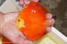 画像1: 【ディスカス】【通販】スーパーレッドクリスタル（ハイフォーム）1匹【サンプル画像】12-13cm（生体）マレーシア　NAディスカスファーム (1)