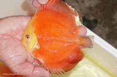 画像2: 【ディスカス】【通販】スーパーレッドクリスタル（ハイフォーム）1匹【サンプル画像】12-13cm（生体）マレーシア　NAディスカスファーム (2)