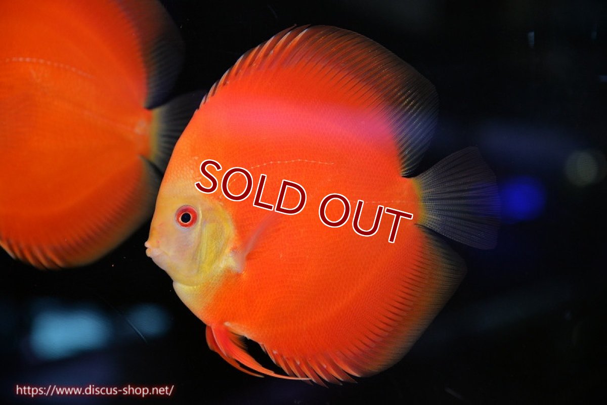 画像3: 【ディスカス】【通販】スーパーレッドクリスタル（ハイフォーム）1匹【サンプル画像】12-13cm（生体）マレーシア　NAディスカスファーム (3)