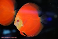 画像3: 【ディスカス】【通販】スーパーレッドクリスタル（ハイフォーム）1匹【サンプル画像】12-13cm（生体）マレーシア　NAディスカスファーム (3)