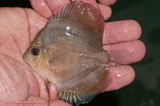 画像1: 【ディスカス】【通販】【激紅必至】紅月改（朱月×紅月）1匹【サンプル画像】9cm（生体）B-HOUSE 倉津氏作出 (1)