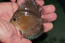 画像2: 【ディスカス】【通販】【激紅必至】紅月改（朱月×紅月）3匹【サンプル画像】9cm（生体）B-HOUSE 倉津氏作出 (2)