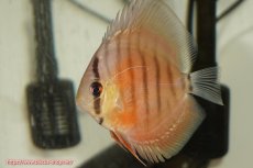 画像4: 【決算セール クーポンご利用で更に10％OFF対象商品】【ディスカス】【通販】【国産ブリード　激赤期待大】ワイルドクロスジャパンレッド1匹【サンプル画像】7-8cm（生体）（大阪ブリード） (4)