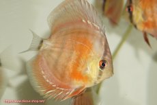 画像1: 【決算セール クーポンご利用で更に10％OFF対象商品】【ディスカス】【通販】【国産ブリード　激赤期待大】ワイルドクロスジャパンレッド3匹【サンプル画像】7-8cm（生体）（大阪ブリード） (1)