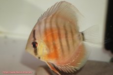 画像2: 【決算セール クーポンご利用で更に10％OFF対象商品】【ディスカス】【通販】【国産ブリード　激赤期待大】ワイルドクロスジャパンレッド5匹【サンプル画像】7-8cm（生体）（大阪ブリード） (2)