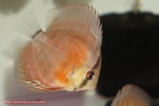 画像3: 【決算セール クーポンご利用で更に10％OFF対象商品】【ディスカス】【通販】【国産ブリード　激赤期待大】ワイルドクロスジャパンレッド5匹【サンプル画像】7-8cm（生体）（大阪ブリード） (3)