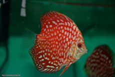 画像2: 【決算セール クーポンご利用で更に10％OFF対象商品】【ディスカス】【通販】【入門用にオススメ】スターダストポルカドット3匹【サンプル画像】8-9cm（生体） (2)