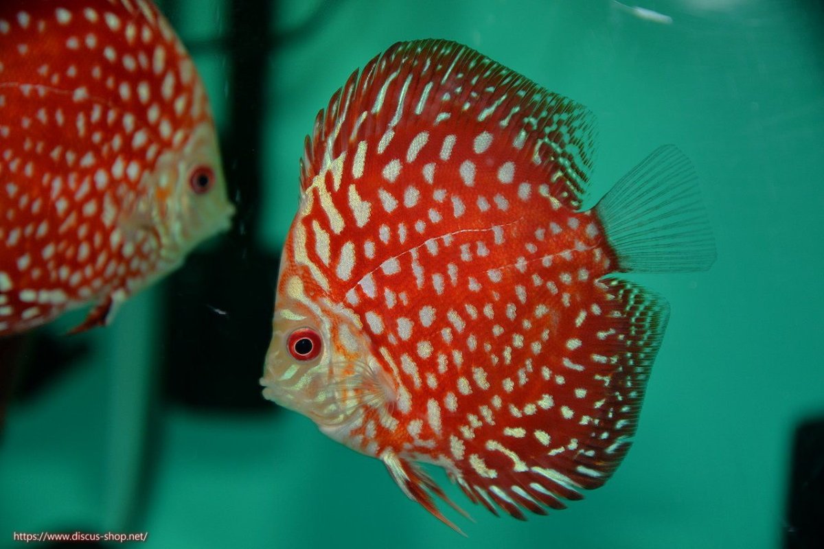 画像1: 【決算セール クーポンご利用で更に10％OFF対象商品】【ディスカス】【通販】【入門用にオススメ】スターダストポルカドット5匹【サンプル画像】8-9cm（生体） (1)