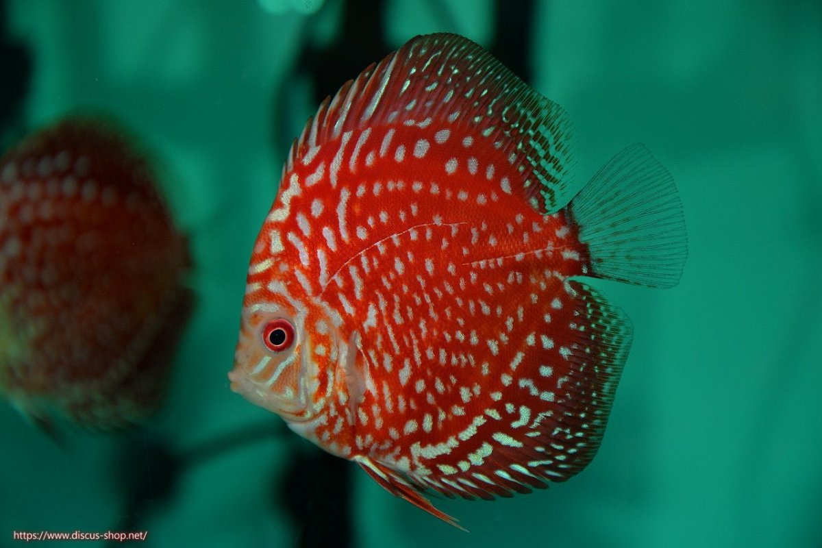 画像3: 【決算セール クーポンご利用で更に10％OFF対象商品】【ディスカス】【通販】【入門用にオススメ】スターダストポルカドット5匹【サンプル画像】8-9cm（生体） (3)