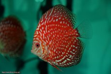 画像3: 【決算セール クーポンご利用で更に10％OFF対象商品】【ディスカス】【通販】【入門用にオススメ】スターダストポルカドット5匹【サンプル画像】8-9cm（生体） (3)