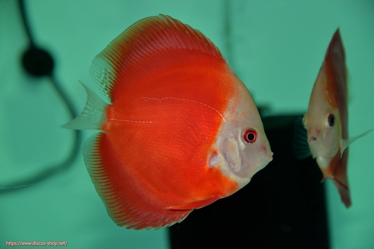 画像1: 【決算セール クーポンご利用で更に10％OFF対象商品】【ディスカス】【通販】【入門用にオススメ】スーパーレッドメロン1匹【サンプル画像】8-9cm（生体） (1)