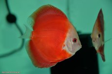 画像1: 【決算セール クーポンご利用で更に10％OFF対象商品】【ディスカス】【通販】【入門用にオススメ】スーパーレッドメロン1匹【サンプル画像】8-9cm（生体） (1)