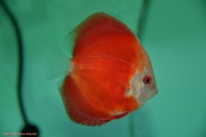 画像2: 【決算セール クーポンご利用で更に10％OFF対象商品】【ディスカス】【通販】【入門用にオススメ】スーパーレッドメロン1匹【サンプル画像】8-9cm（生体） (2)