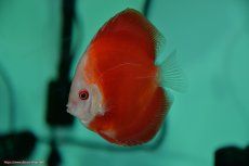 画像3: 【決算セール クーポンご利用で更に10％OFF対象商品】【ディスカス】【通販】【入門用にオススメ】スーパーレッドメロン1匹【サンプル画像】8-9cm（生体） (3)