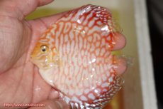 画像1: 【決算セール クーポンご利用で更に10％OFF対象商品】【ディスカス】【通販】スーパーレッドジャガー（ハイフォーム）3匹【サンプル画像】10cm（生体）マレーシア　NAディスカスファーム (1)