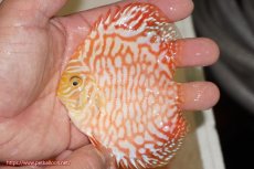 画像2: 【決算セール クーポンご利用で更に10％OFF対象商品】【ディスカス】【通販】スーパーレッドジャガー（ハイフォーム）3匹【サンプル画像】10cm（生体）マレーシア　NAディスカスファーム (2)