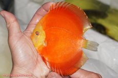 画像1: 【決算セール クーポンご利用で更に10％OFF対象商品】【ディスカス】【通販】スーパーレッドクリスタル（ハイフォーム）1匹【サンプル画像】12cm（生体）マレーシア　NAディスカスファーム (1)