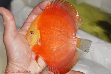 画像2: 【決算セール クーポンご利用で更に10％OFF対象商品】【ディスカス】【通販】スーパーレッドクリスタル（ハイフォーム）1匹【サンプル画像】12cm（生体）マレーシア　NAディスカスファーム (2)