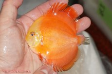 画像1: 【決算セール クーポンご利用で更に10％OFF対象商品】【ディスカス】【通販】スーパーレッドクリスタル（ハイフォーム）1匹【サンプル画像】10cm（生体）マレーシア　NAディスカスファーム (1)