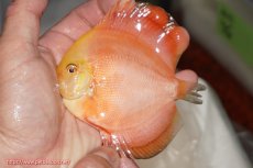 画像2: 【決算セール クーポンご利用で更に10％OFF対象商品】【ディスカス】【通販】スーパーレッドクリスタル（ハイフォーム）3匹【サンプル画像】10cm（生体）マレーシア　NAディスカスファーム (2)