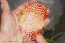 画像1: 【決算セール クーポンご利用で更に10％OFF対象商品】【ディスカス】【通販】スーパーレッドパールチェッカーピジョン（ハイフォーム）3匹【サンプル画像】10cm（生体）マレーシア　NAディスカスファーム (1)