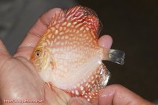 画像4: 【ディスカス】【通販】スーパーレッドパールチェッカーピジョン（ハイフォーム）3匹【サンプル画像】10cm（生体）マレーシア　NAディスカスファーム (4)
