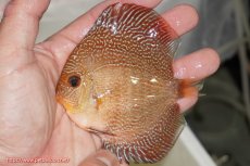 画像1: 【決算セール クーポンご利用で更に10％OFF対象商品】【ディスカス】【通販】ロイヤルレッドパールサクラスネーク（ハイフォーム）1匹【サンプル画像】10cm（生体）マレーシア　NAディスカスファーム (1)